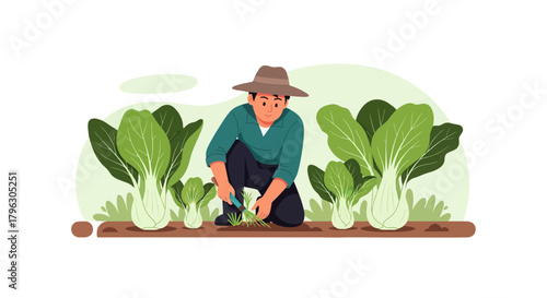Farmer Harvesting Bok Choy Vegetables In The Field, Fresh Healthy Organic Food Concept