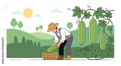 Farmer Harvesting Bitter Gourds In The Field Under Sunny Skies During The Summer Season