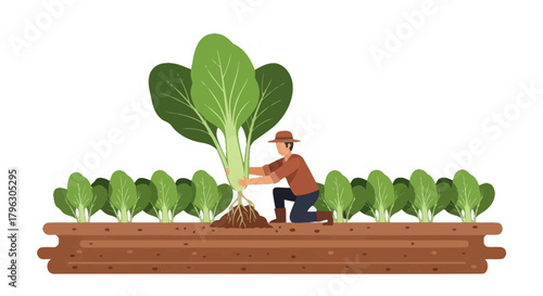 Farmer Harvesting Bok Choy Vegetables In The Field, Fresh Produce, Agriculture Concept