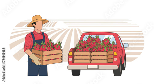 Farmer Loading Dragon Fruits Crates Onto A Pickup Truck, Harvest Season