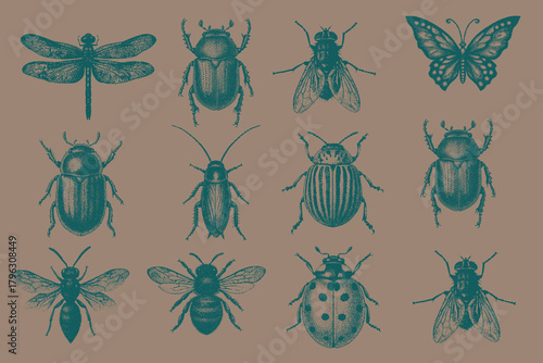 Hand-sketched insects vector collection. Vintage halftone Wasp, Housefly, Potato Beetle, Ladybug, June Beetle, Cockroach, Stag Beetle, Butterfly, Dragonfly, Honeybee. vector illustration.