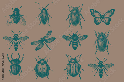 Collection of Vintage insects set for modern design. Trendy retro Cockroach, Stag Beetle, Butterfly, Dragonfly, Honeybee, Wasp, Housefly, Potato Beetle, Ladybug. Vector illustration.