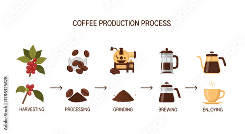 Coffee Production Process Infographic: From Bean Harvesting to Hot Cup