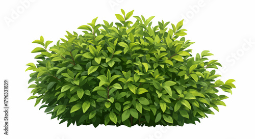 A vibrant green bush with luscious leaves, isolated on white, offering a versatile design element for landscape mockups and natural scene compositions, ideal for backgrounds.