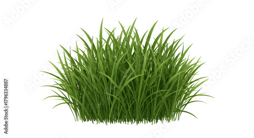 A vibrant green tuft of fresh natural grass, digitally rendered as a versatile vector illustration with transparent background, perfect for various design projects.