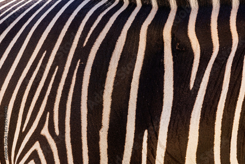 Close-up of natural zebra skin fur, black and white striped pattern--backgrounds, surfaces, and graphic resources.