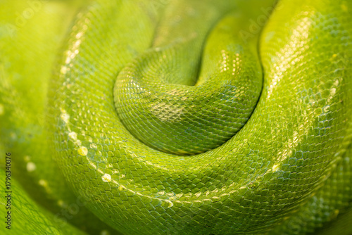 Close-up of green tree python snake skin--surfaces, backgrounds, graphic resources.