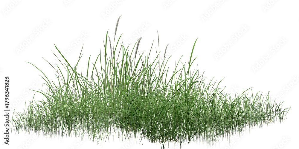 Fototapeta premium grass isolated on white background