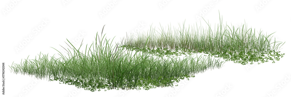 Fototapeta premium grass isolated on white background