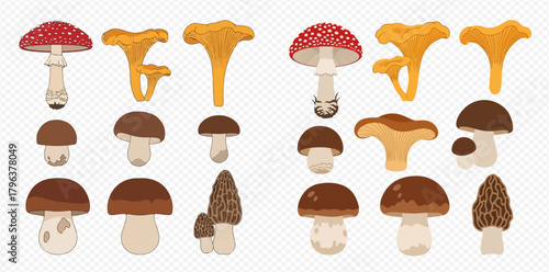 A collection of various types of wild mushrooms including fly agaric, chanterelles, porcini, and morels, illustrated on a transparent background.