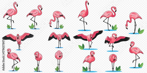 A collection of pink flamingos in various poses, standing in water with green plants, on a transparent background.