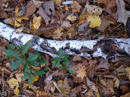 秋山郷 秋 木の枝