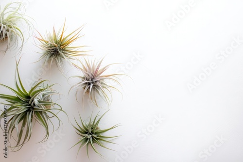 Air Plants on White Background, Minimalist Nature Design