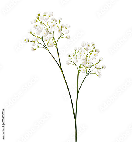 Two stems of small, white flowers
