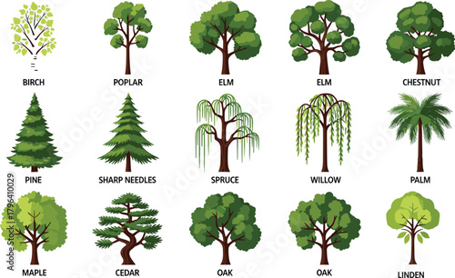 Collection of various tree species including birch poplar elm pine oak willow palm and spruce in flat vector illustration design