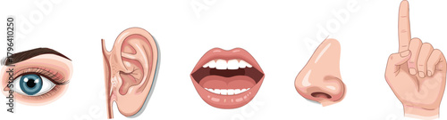 Realistic human five senses illustration with eye, ear, mouth, nose, hand isolated on white background, body parts set, education anatomy vector