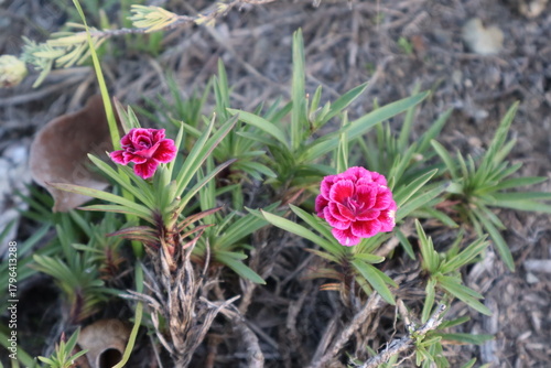Wallpaper Mural 花 Torontodigital.ca