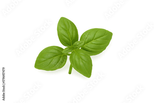 Fresh green basil leaves with transparent background
