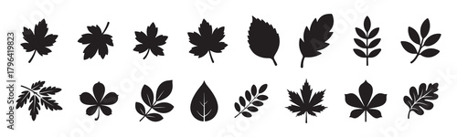 Set of autumn leaves and branches from different trees, maple, oak, aspen, chestnut. Simple flat falling yellow, red, orange autumn leaf. Vector illustration on white background 