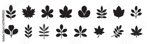 Big set of autumn leaves in yellow, red, green, and orange colors. Fall background, foliage of maple, birch, oak, poplar, acacia, and others isolated on white. Silhouette icons. Vector illustration