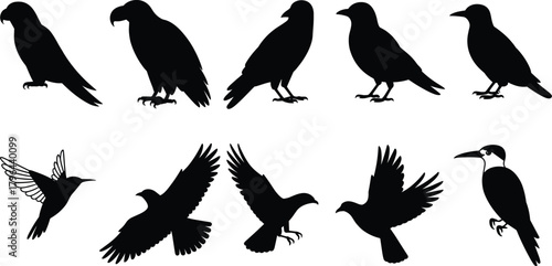 Bird silhouette set, perched and flying birds, wing positions and species variation, black vector illustration, nature icon, white background