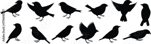 Bird silhouette vector, flying birds clipart, black bird icons, avian shapes, wildlife illustration, animal graphics, editable design elements