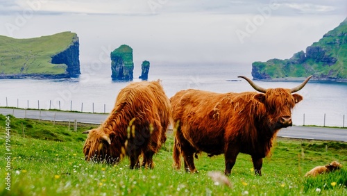 Foto Highland cow stands regally amidst the vibrant green pasture, Faroe Islands