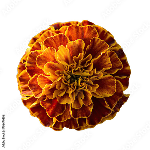 Close Up Top View Of A Marigold Flower With Red Orange And Yellow Petals Isolated On Black Background