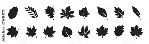 Set of eight black and white maple leaf silhouettes in various shapes and vein styles, representing seasonal foliage and botanical diversity in vector illustration.