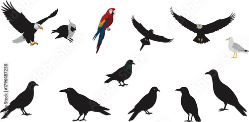 Bird species and silhouette illustration set, eagle parrot hawk vector, avian comparison design, educational wildlife graphics collection