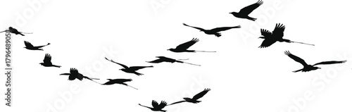 Birds in Flight Silhouette, Migration Vector Illustration, Wildlife Motion Icons, Black Bird Shapes, Nature Animal Design, Sky Movement Art