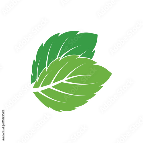 Simple mint logo leaf vector and symbol