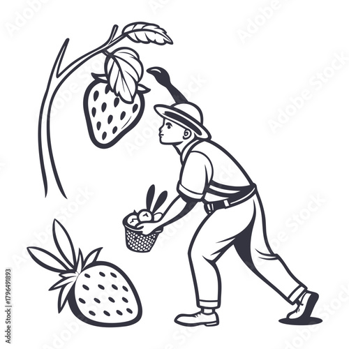 Farmer picking strawberries from a plant fruit harvest