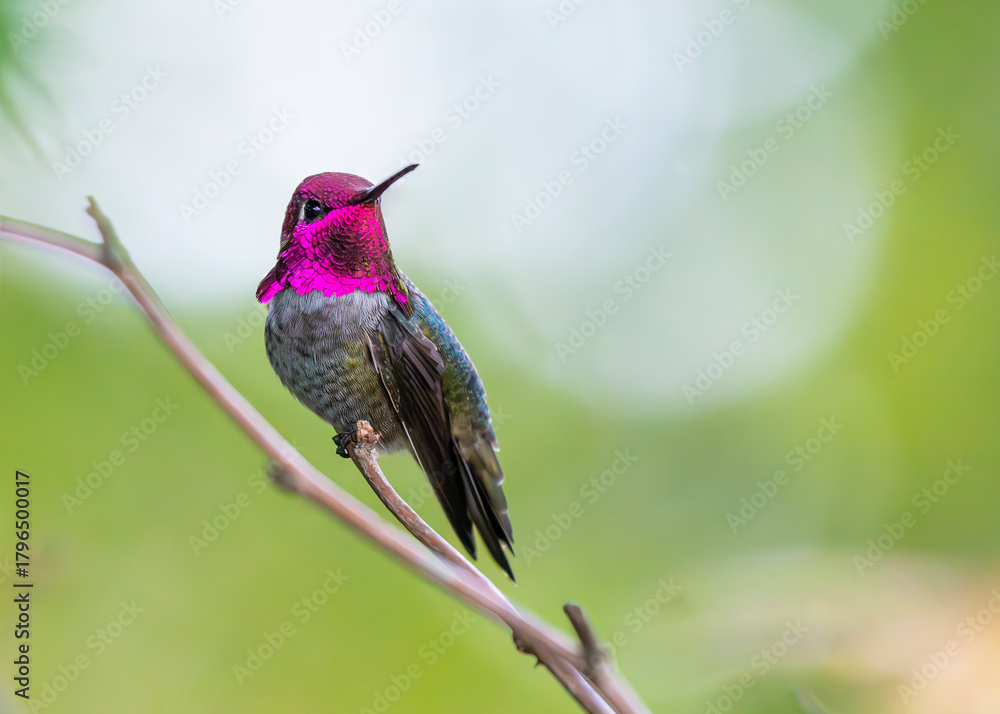 Obraz premium Adult Male Anna's Hummingbird on a Branch