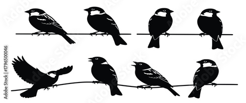birds on wire vector illustration