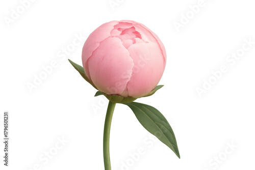 Fototapeta Naklejka Na Ścianę i Meble -  Pink peony flower bud opening on stem