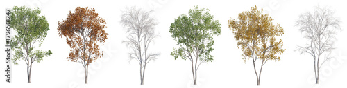 The realistic of maple trees in natural every season for use for decoration and design with isolated on transparent background - PNG file, 3d rendering illustration