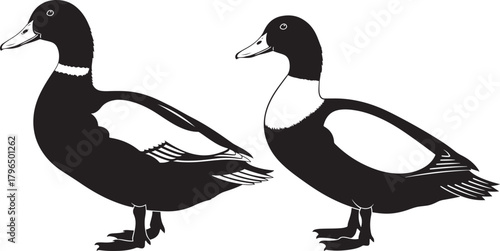 Two black and white ducks standing side by side silhouette