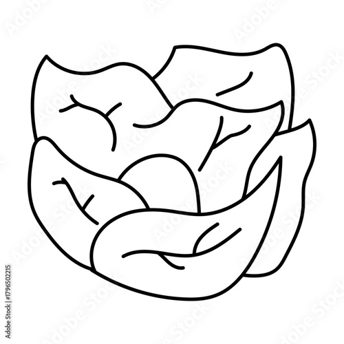Hand drawn assortment of leafy. Vector illustration of cabbage vegetable icon
