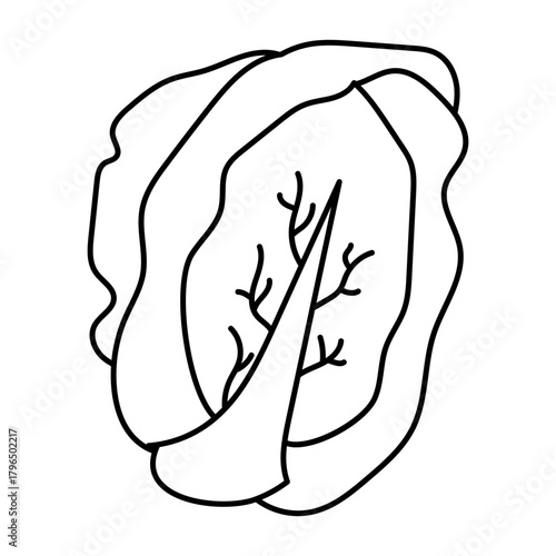 Hand drawn assortment of leafy. Vector illustration of cabbage vegetable icon
