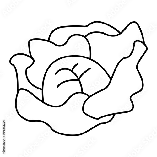 Hand drawn assortment of leafy. Vector illustration of cabbage vegetable icon
