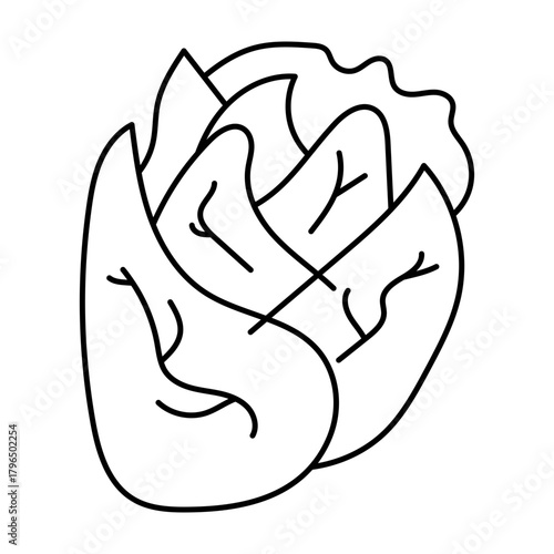 Hand drawn assortment of leafy. Vector illustration of cabbage vegetable icon
