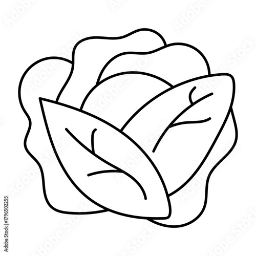 Hand drawn assortment of leafy. Vector illustration of cabbage vegetable icon
