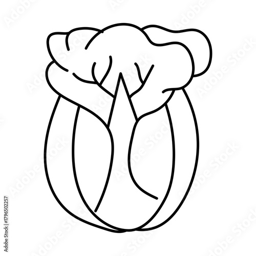 Hand drawn assortment of leafy. Vector illustration of cabbage vegetable icon
