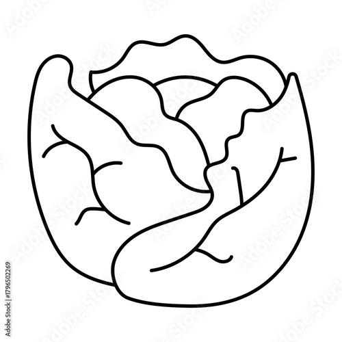Hand drawn assortment of leafy. Vector illustration of cabbage vegetable icon
