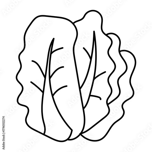 Hand drawn assortment of leafy. Vector illustration of cabbage vegetable icon

