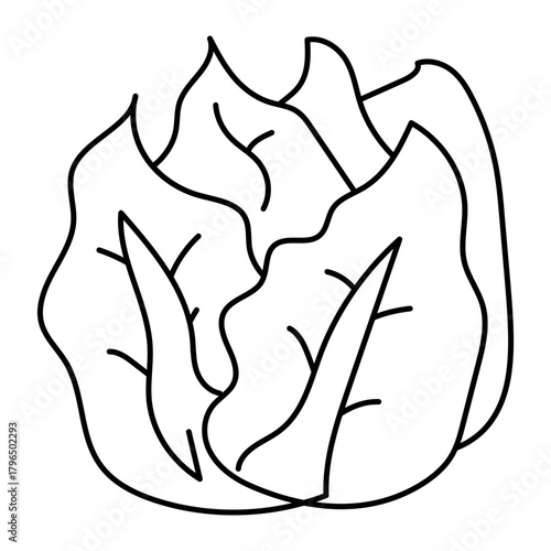 Hand drawn assortment of leafy. Vector illustration of cabbage vegetable icon

