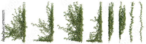 Shape of ivy and vine plants for Used for decorating gardens, wall, fence with isolated on transparent background - PNG file, 3d rendering illustration