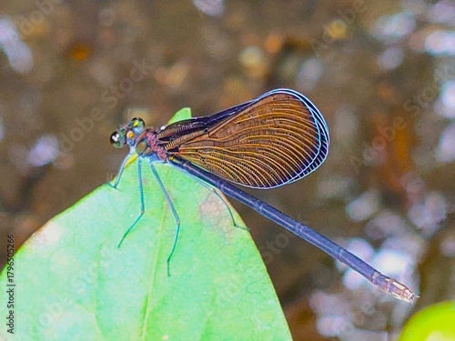 Blue-Edged Mystery: A macro shot captures a damselfly with stunning blue-lined wings resting on a leaf. This vibrant insect macro embodies quiet wonder, detail, and the secret beauty of nature.