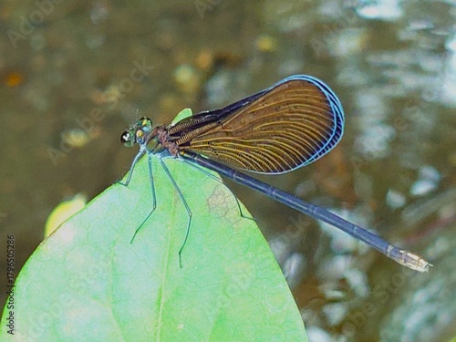 Blue-Edged Mystery: A macro shot captures a damselfly with stunning blue-lined wings resting on a leaf. This vibrant insect macro embodies quiet wonder, detail, and the secret beauty of nature.